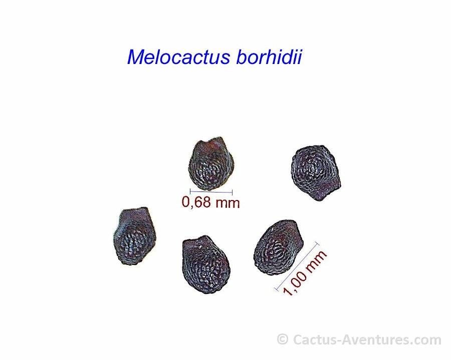 Melocactus borhidii